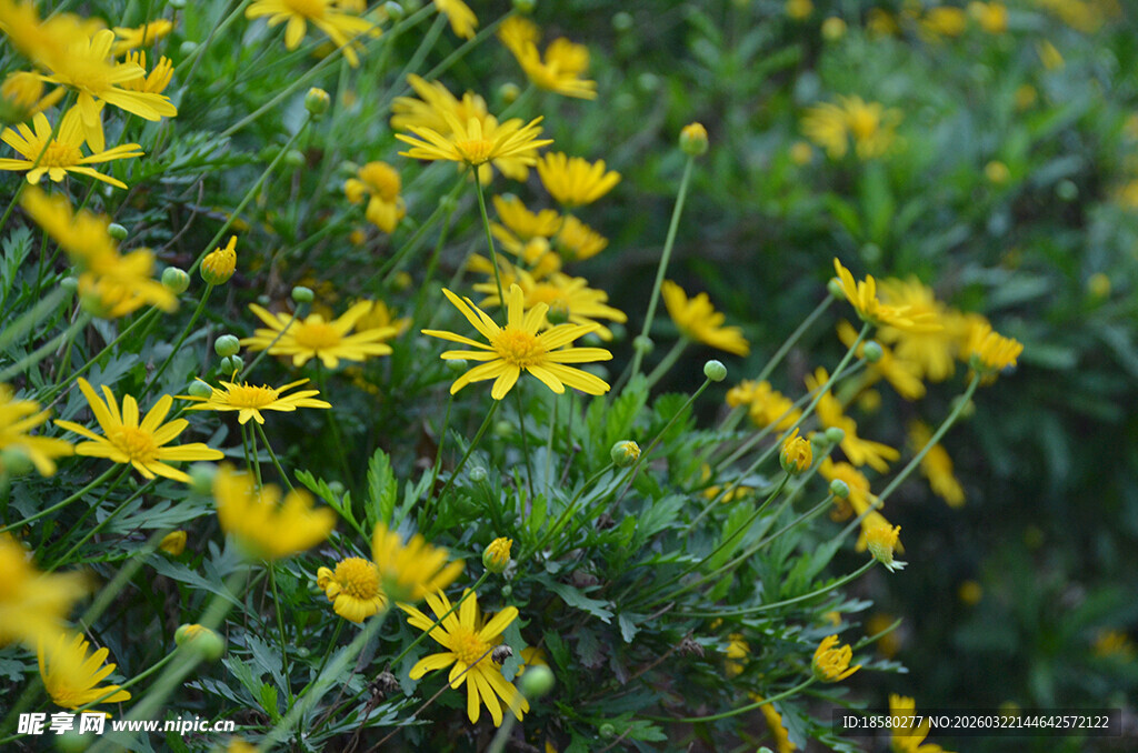 金黄小花绽放于绿意间