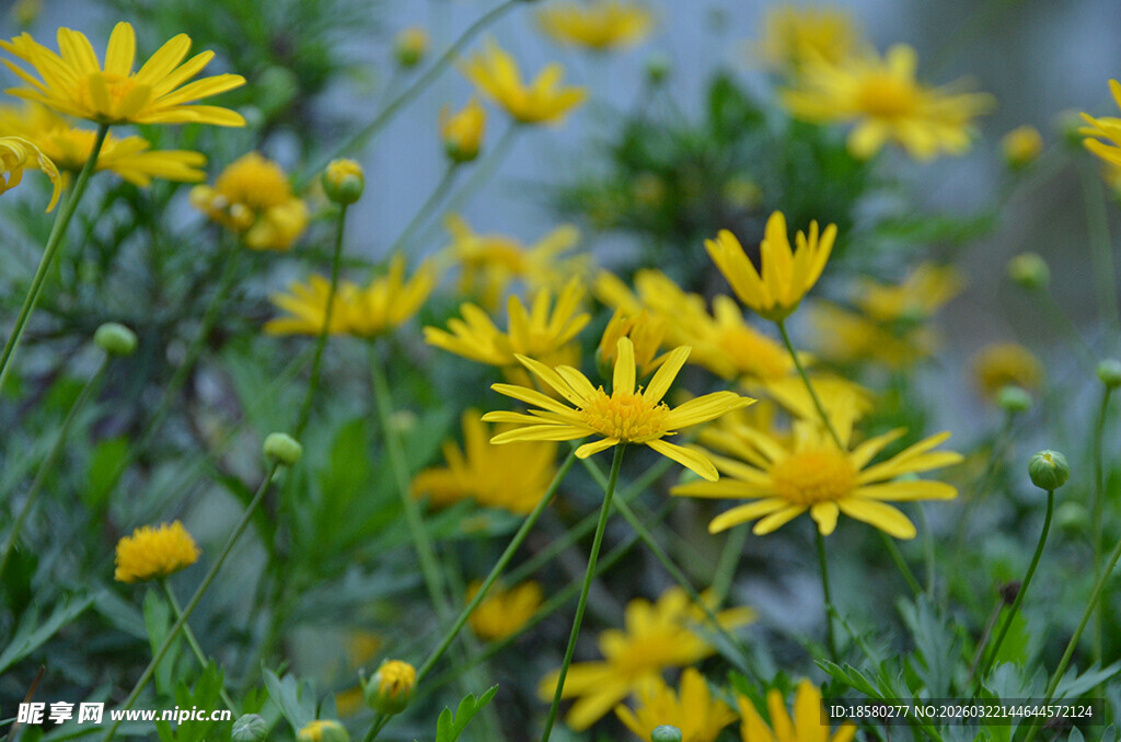 绽放的黄色小花