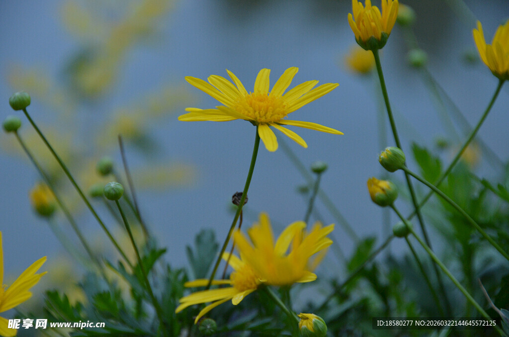 绽放的黄色小花