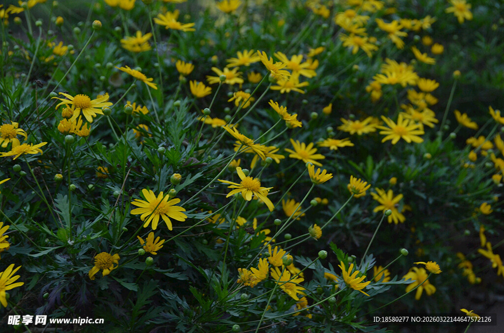 金黄小花簇拥的繁茂景致