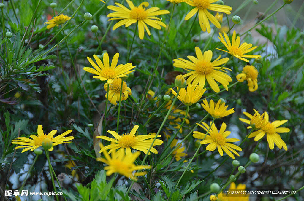 绽放的黄色小野花