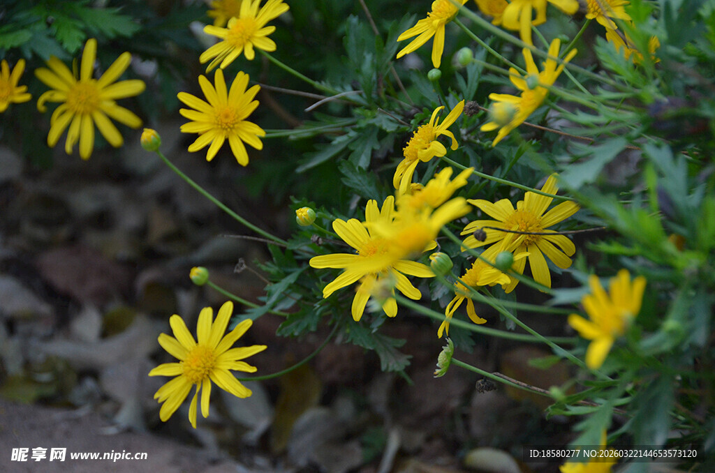 绽放的黄色小花