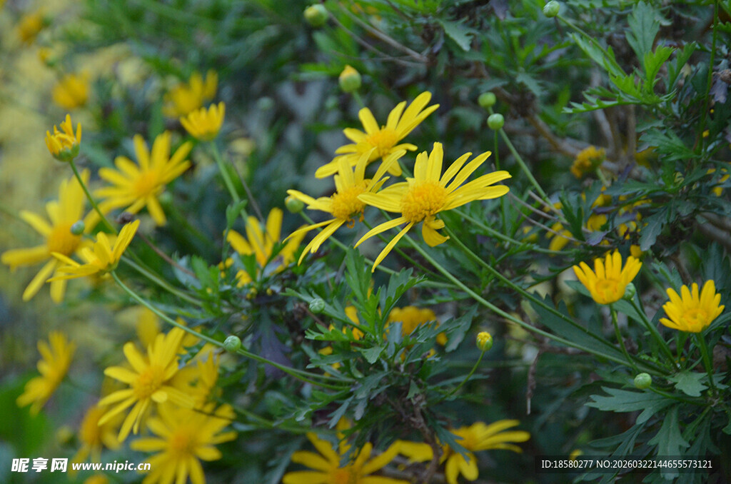 绽放的黄色小花