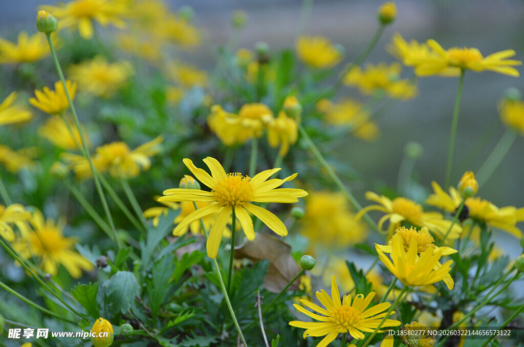 绽放的黄色小花