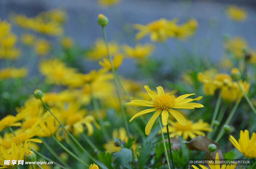 烂漫黄花开满草地