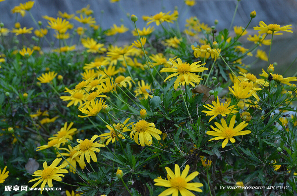 金黄灿烂的野菊花绽放