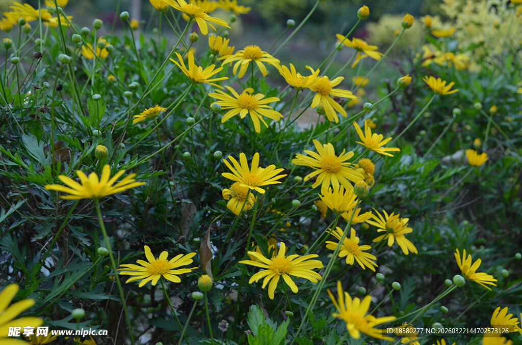 金黄灿烂的小菊花绽放