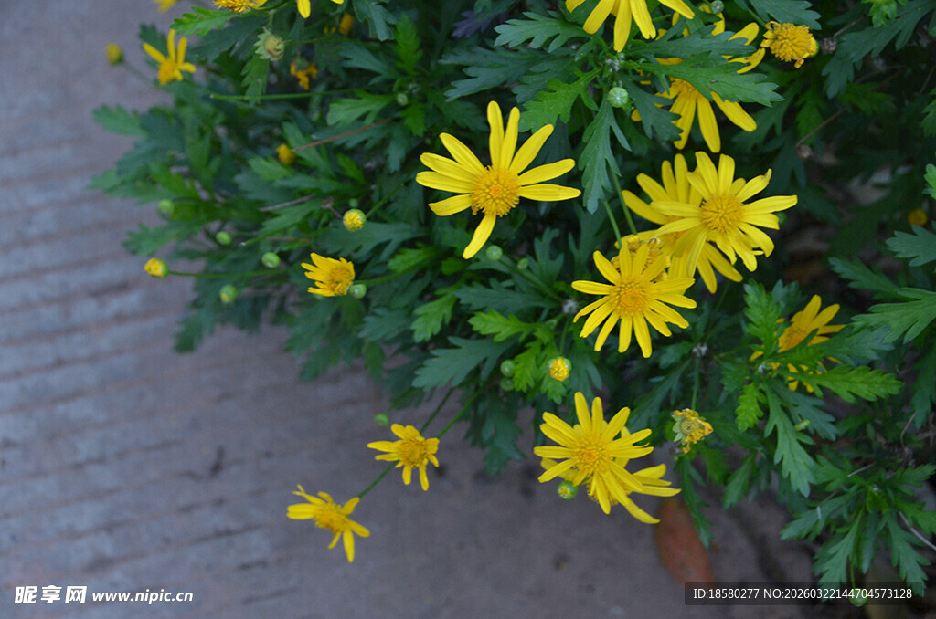 黄色小花绽放绿叶间