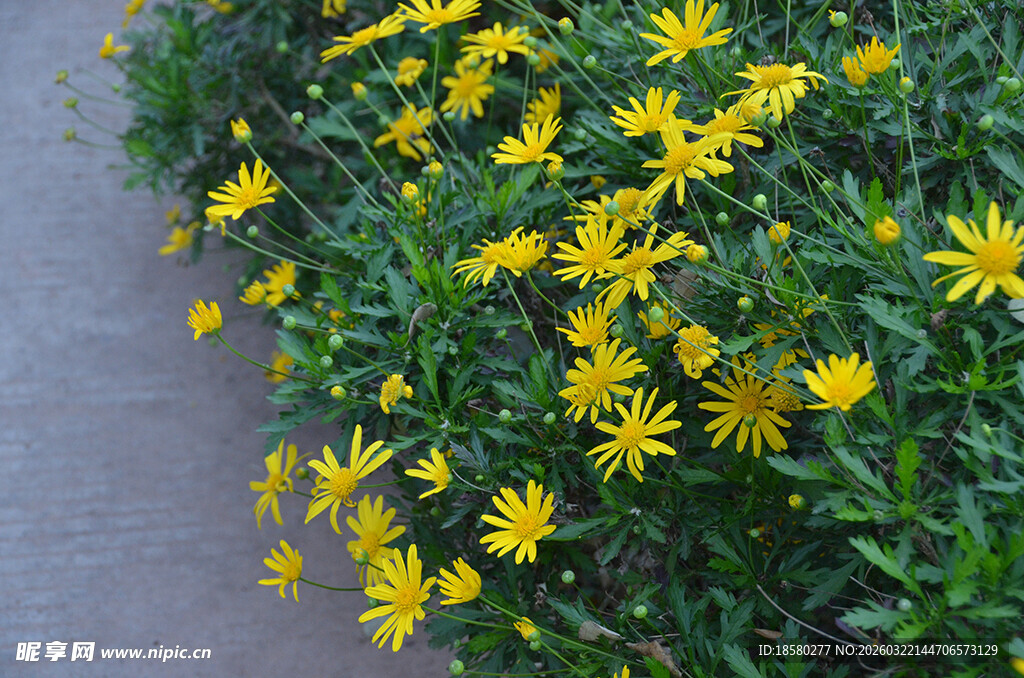 路边绽放的黄色小花