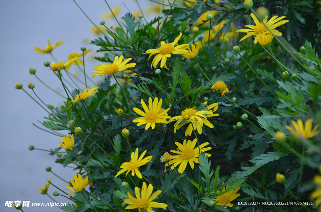 黄色小菊花绽放的美丽