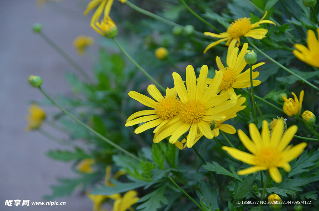 绽放的黄色小菊花