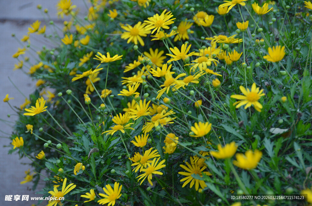 黄色小花丛清新自然美