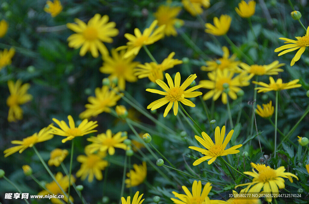 金黄雏菊绽放于绿野