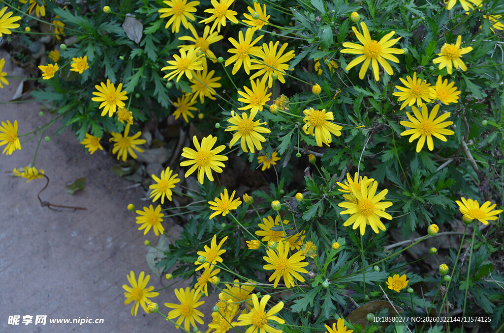黄色小花绽放于路边