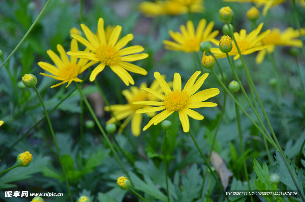 黄色小菊花绽放于草丛