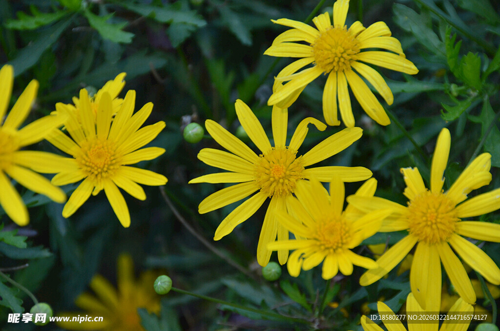 黄金菊黄色小花绽放于绿叶间