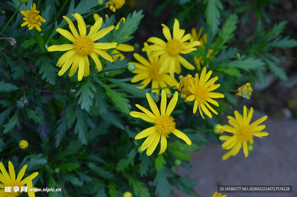 黄金菊茼蒿菊黄色小花绽放生机
