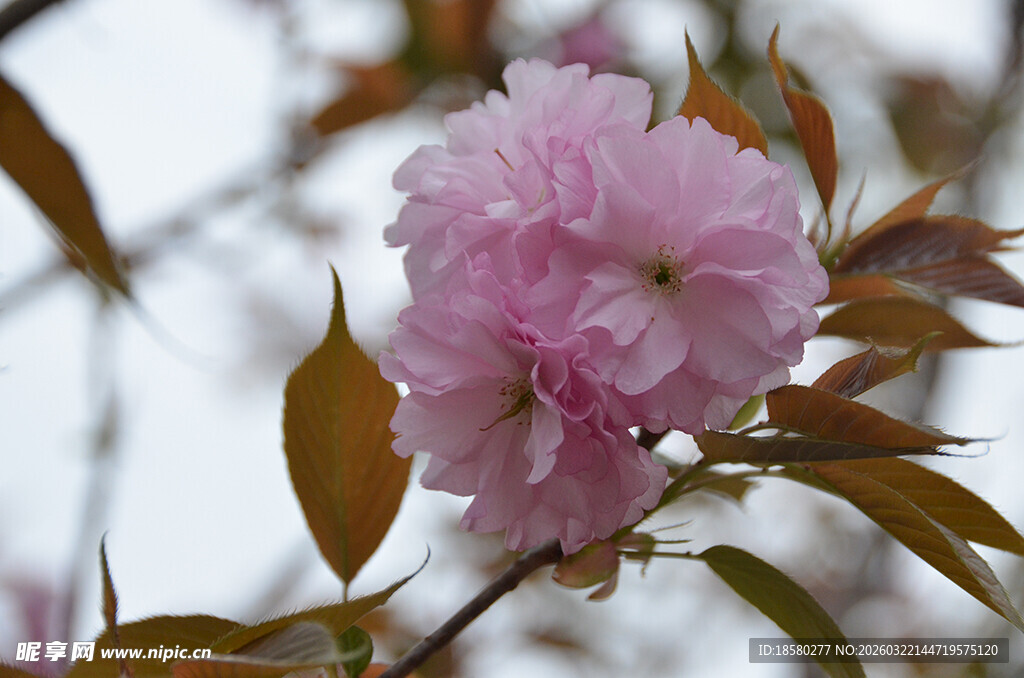 娇艳粉色樱花枝头绽放