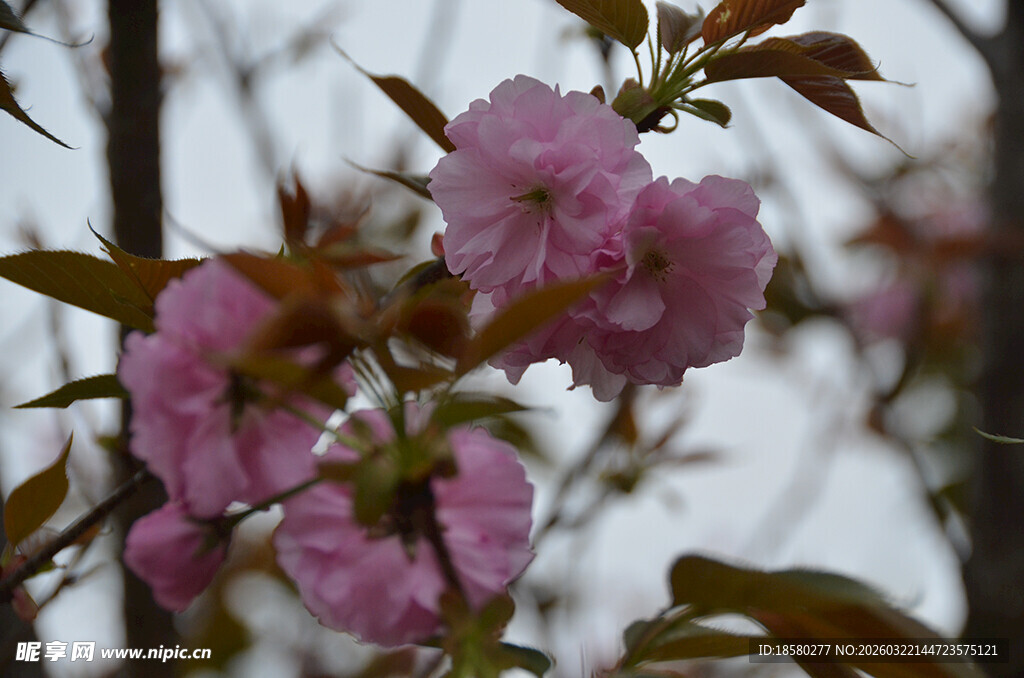 枝头绽放的粉嫩樱花