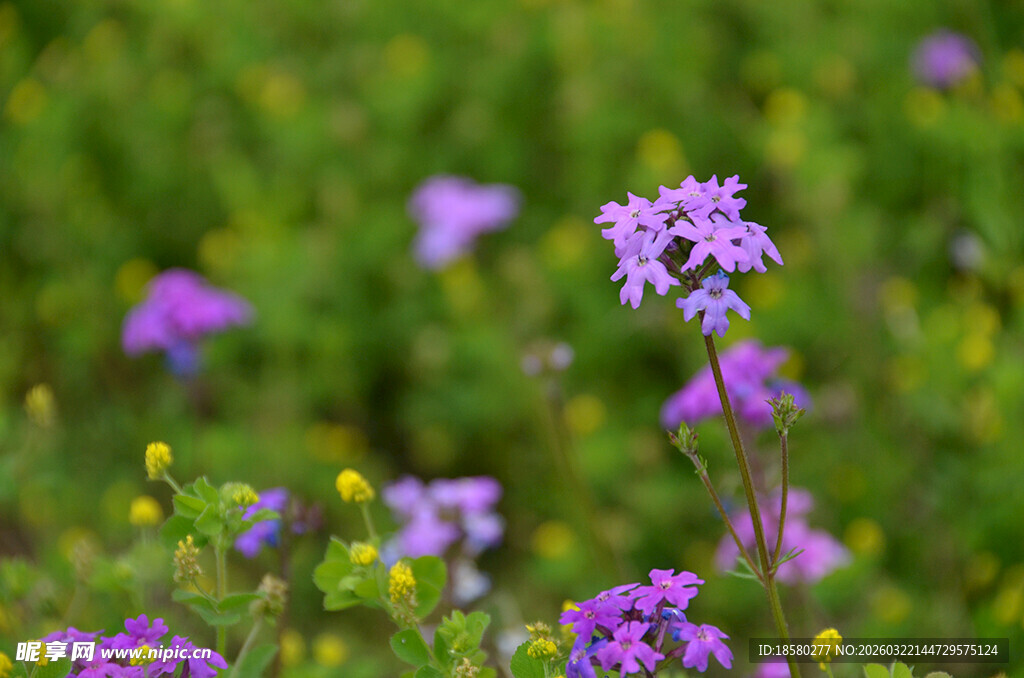 酢浆草紫色野花绽放于绿野间
