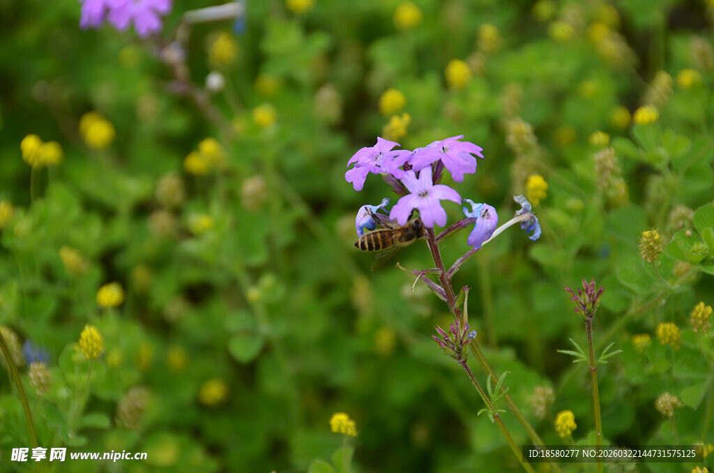 酢浆草紫色小花绽放于绿意中