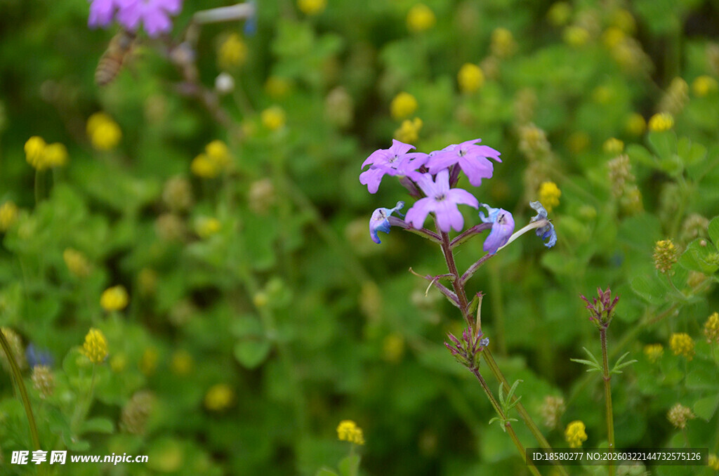 酢浆草紫色小花绽放于绿丛中