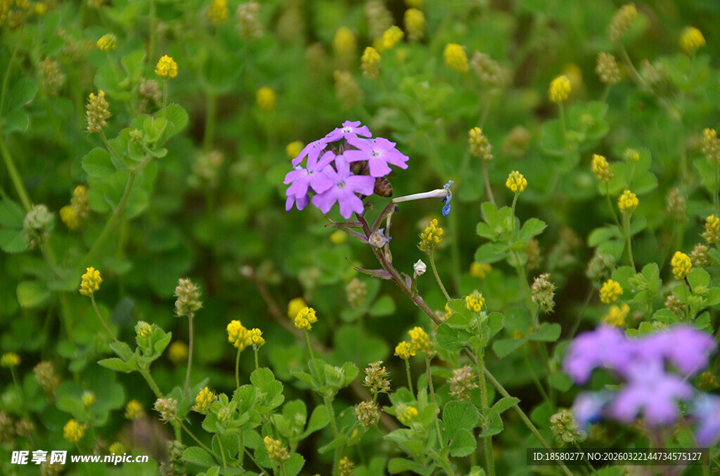酢浆草紫色小花绽放于绿丛中