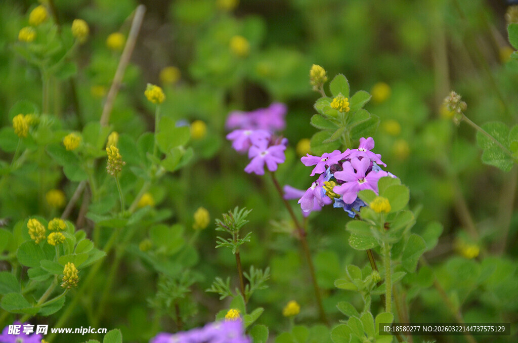 酢浆草紫色小花绽放于绿野间