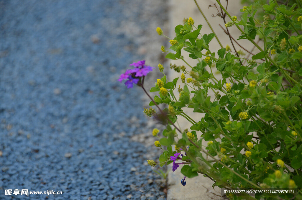 路边绽放的紫色柳叶马鞭草花丛