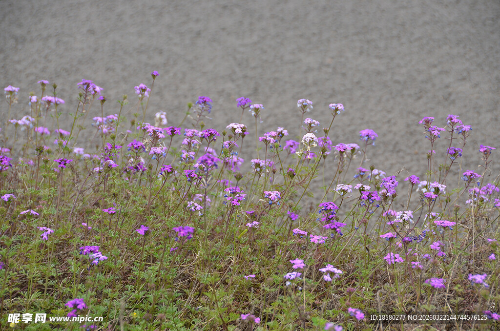 柳叶马鞭草绽放于草地