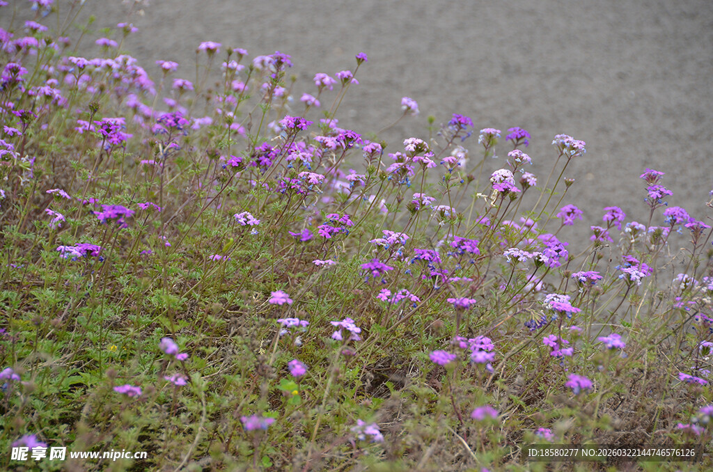 紫色野花绽放的柳叶马鞭草花丛