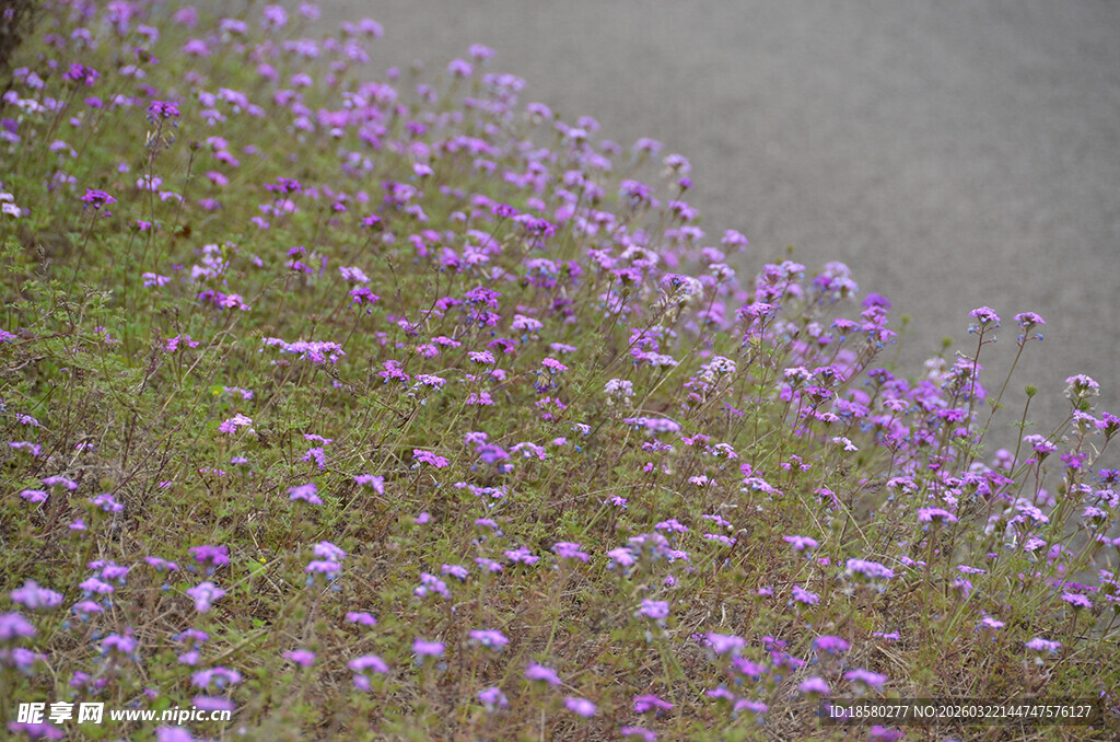 山坡上的紫色小花绽放