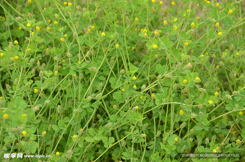 绿色草地中的黄色小花