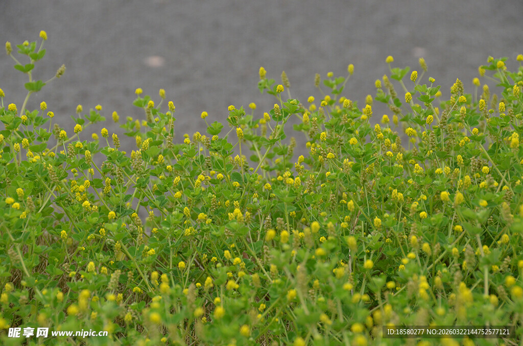 田野中的蓬勃绿色植物