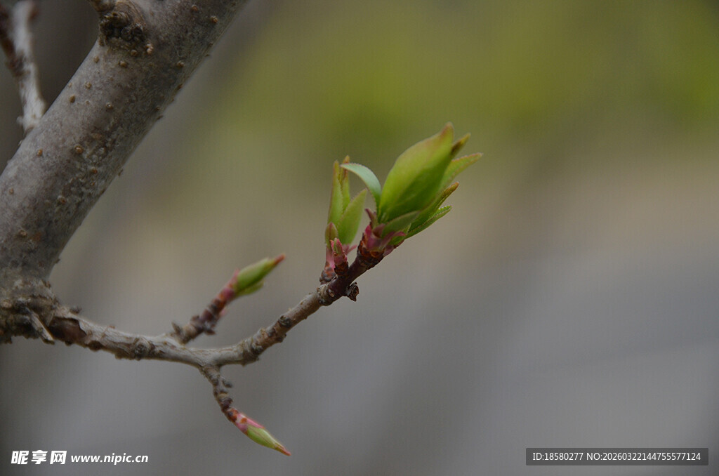 枝头新绿初绽