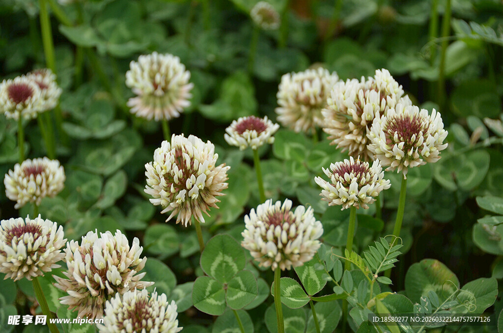白色三叶草花丛特写