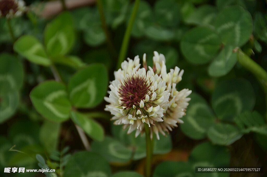 白色三叶草花朵特写