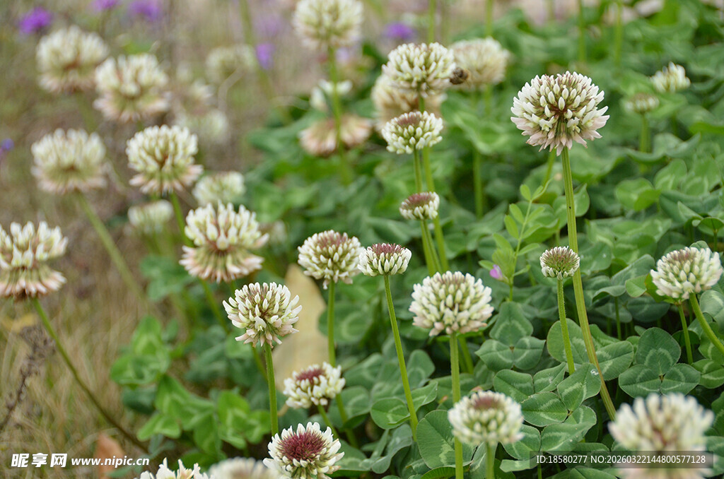 白色三叶草花丛特写