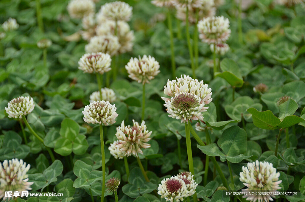 白色三叶草花丛特写