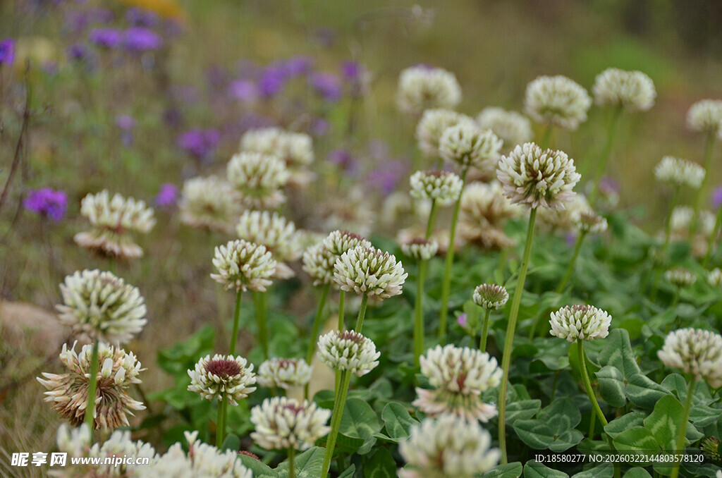 田野中的三叶草花卉景观