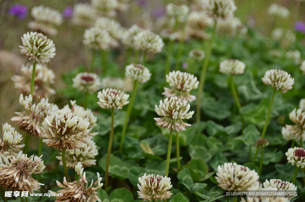 白色三叶草花丛特写