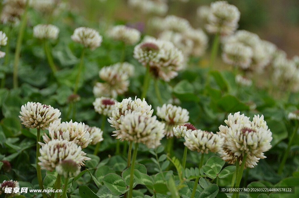 白色三叶草花丛特写