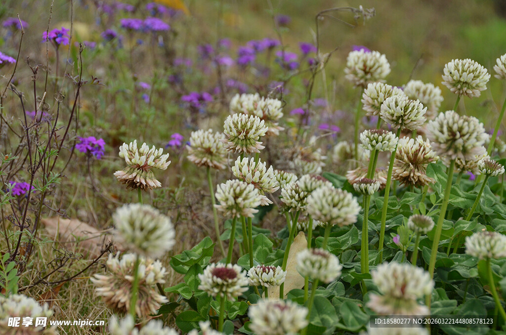 田野中的三叶草与野花