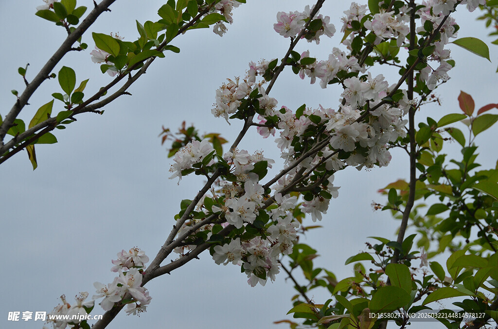 梨花李花杏花枝头繁花绽放