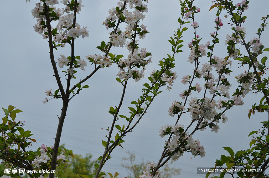 梨花李花枝头绽放的洁白花朵