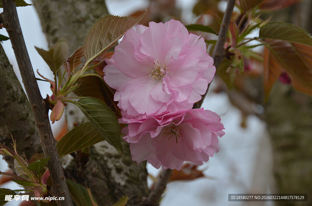 枝头绽放的粉嫩樱花