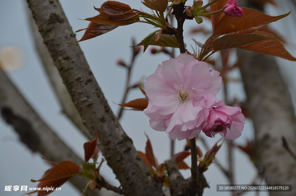 枝头绽放的粉嫩樱花