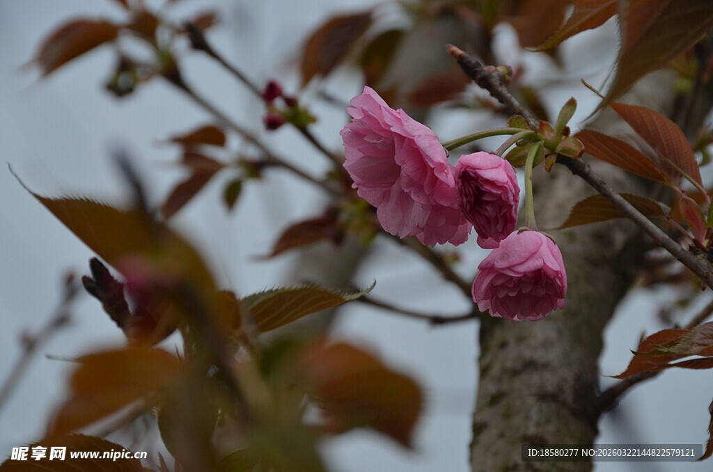 娇艳绽放的粉色樱花