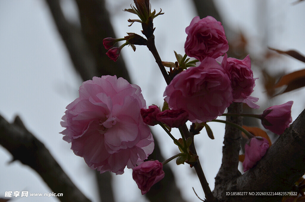 娇艳绽放的粉色樱花繁花