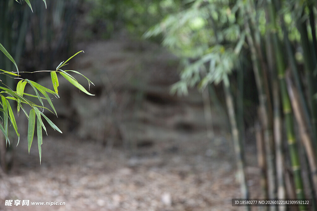 竹林小径清幽自然之景